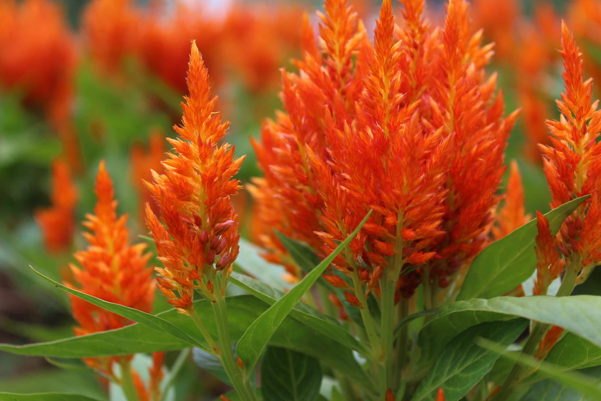 bright orange cone like flowers, with feathery petals shooting upwards